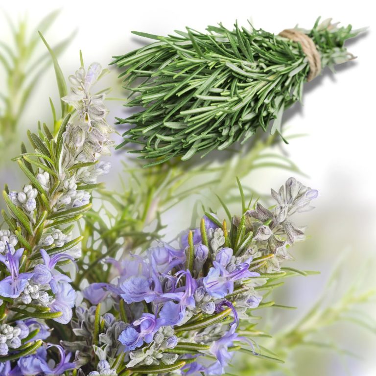 Färsk rosmarin och lila blommor i en dekorativ sammansättning.